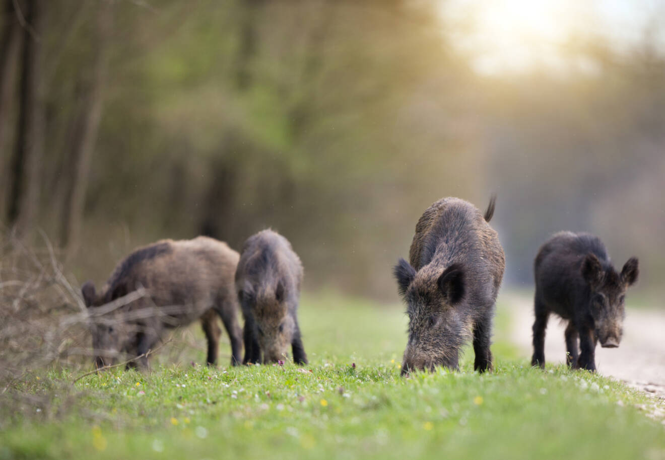 Vildsvinshägn för hundträning