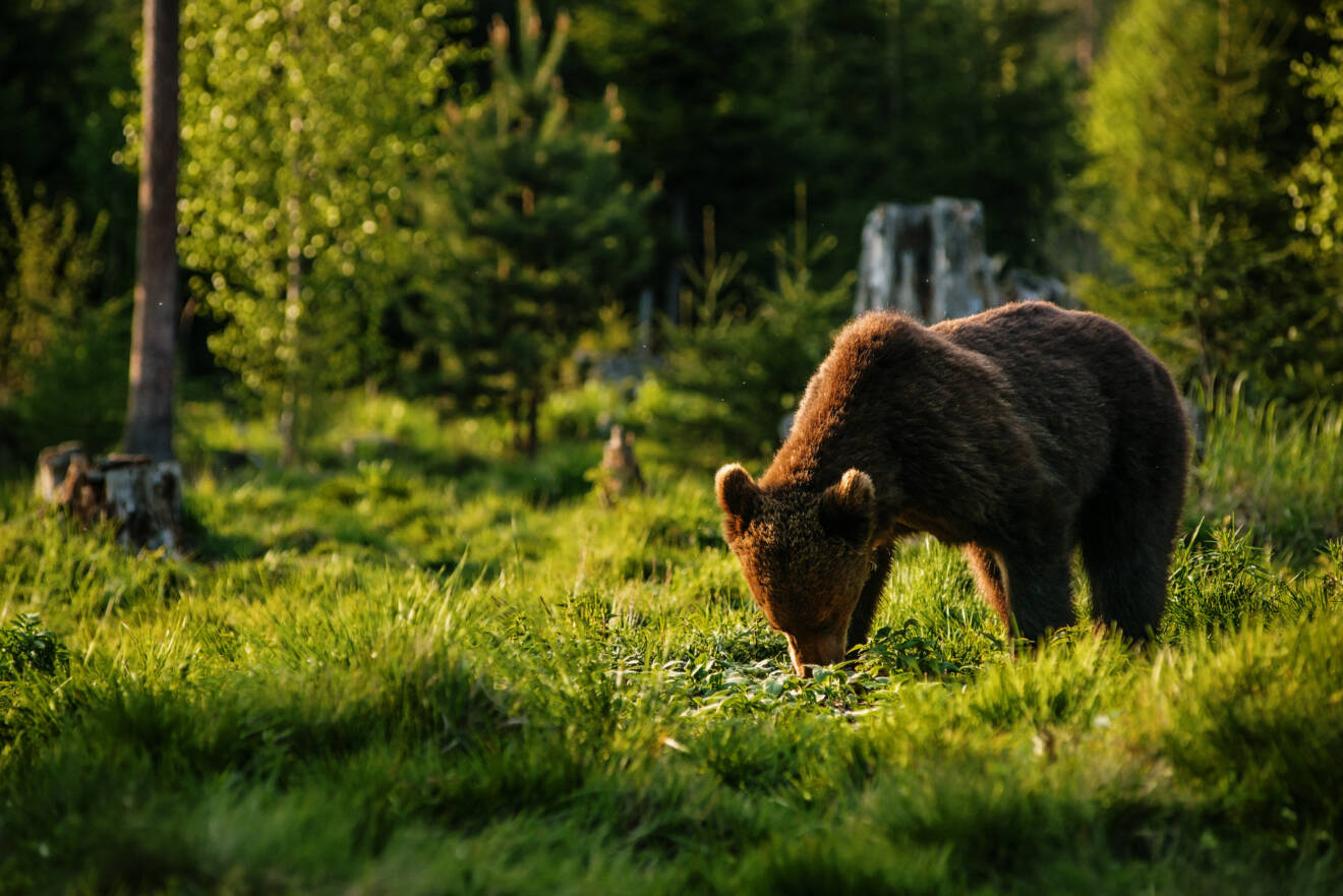 Drömjakt– Älg och Björn