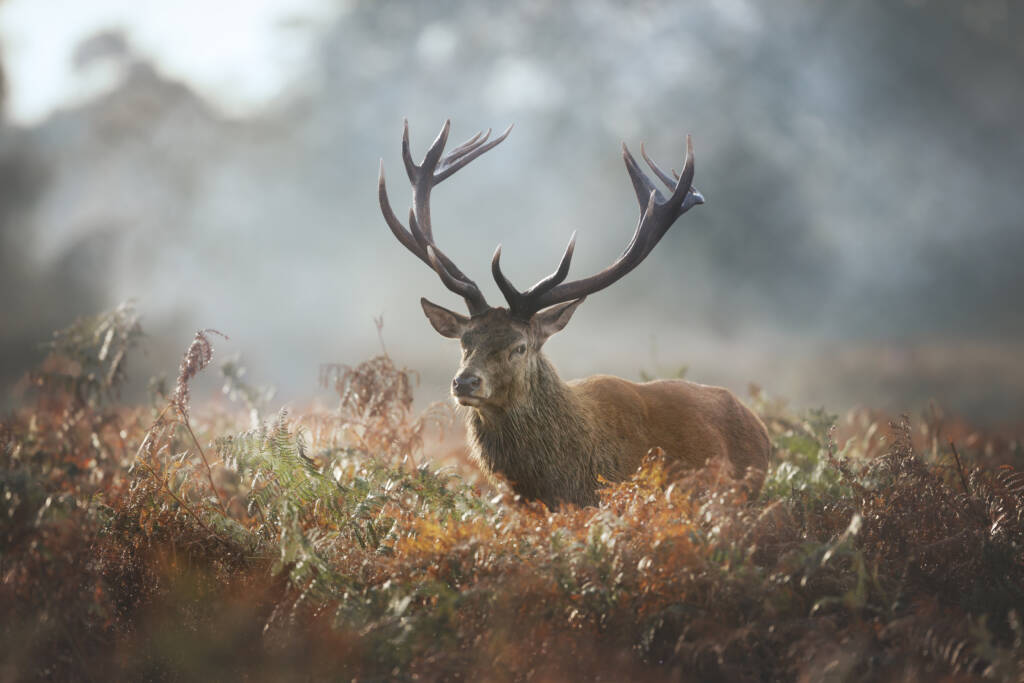 Hunting for moose, wild boar, roe deer, fallow deer, and red deer